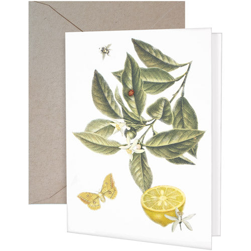 Lemon Slice Greeting Card
